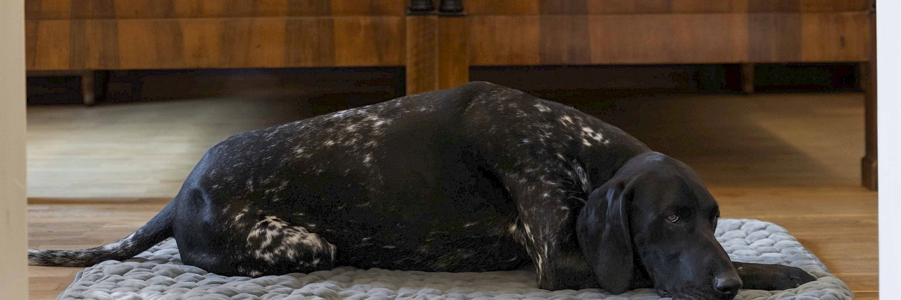 Schlossrestaurant Hellbrunn (c) Gassner Gastronomie:  Ein schwarz-weiß gesprenkelter Hund liegt entspannt auf einer weichen, gesteppten grauen Matte auf einem hellen Holzfußboden. Der Hund wirkt ruhig und etwas schläfrig, sein Kopf liegt flach auf der Unterlage und seine Augen blicken entspannt zur Seite. Im Hintergrund ist ein klassisches Möbelstück aus dunklem Holz zu erkennen, das dem Raum eine warme, gemütliche Atmosphäre verleiht. Das Bild strahlt Ruhe und Geborgenheit aus und zeigt einen Moment der Entspannung in einem geschmackvoll eingerichteten Innenraum. Der Hund scheint sich sichtlich wohlzufühlen.